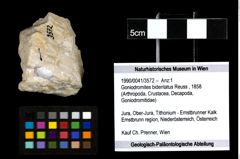 Foto (Objekt + Etiketten) von Goniodromites bidentatus (Reuss, 1858) 